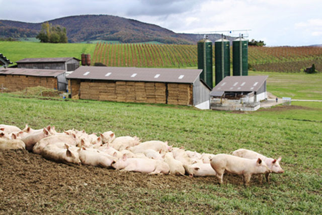 Schweine auf Weide